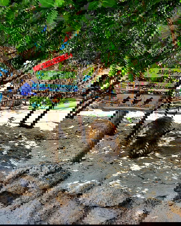 shunli__mei image ~ Altpins