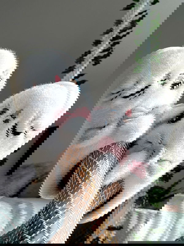 shunli__mei image ~ Altpins