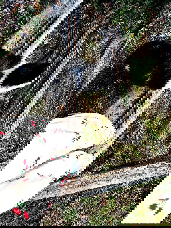 shunli__mei image ~ Altpins