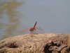 shvuty__ Altpins Profile Picture