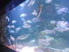 shvuty__ Altpins Profile Picture