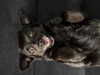 siel_pinto Altpins Profile Picture