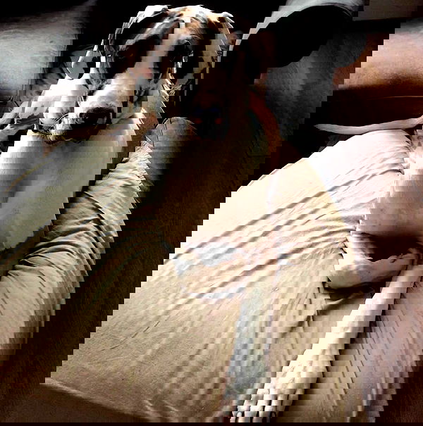 sightthefae image ~ Altpins