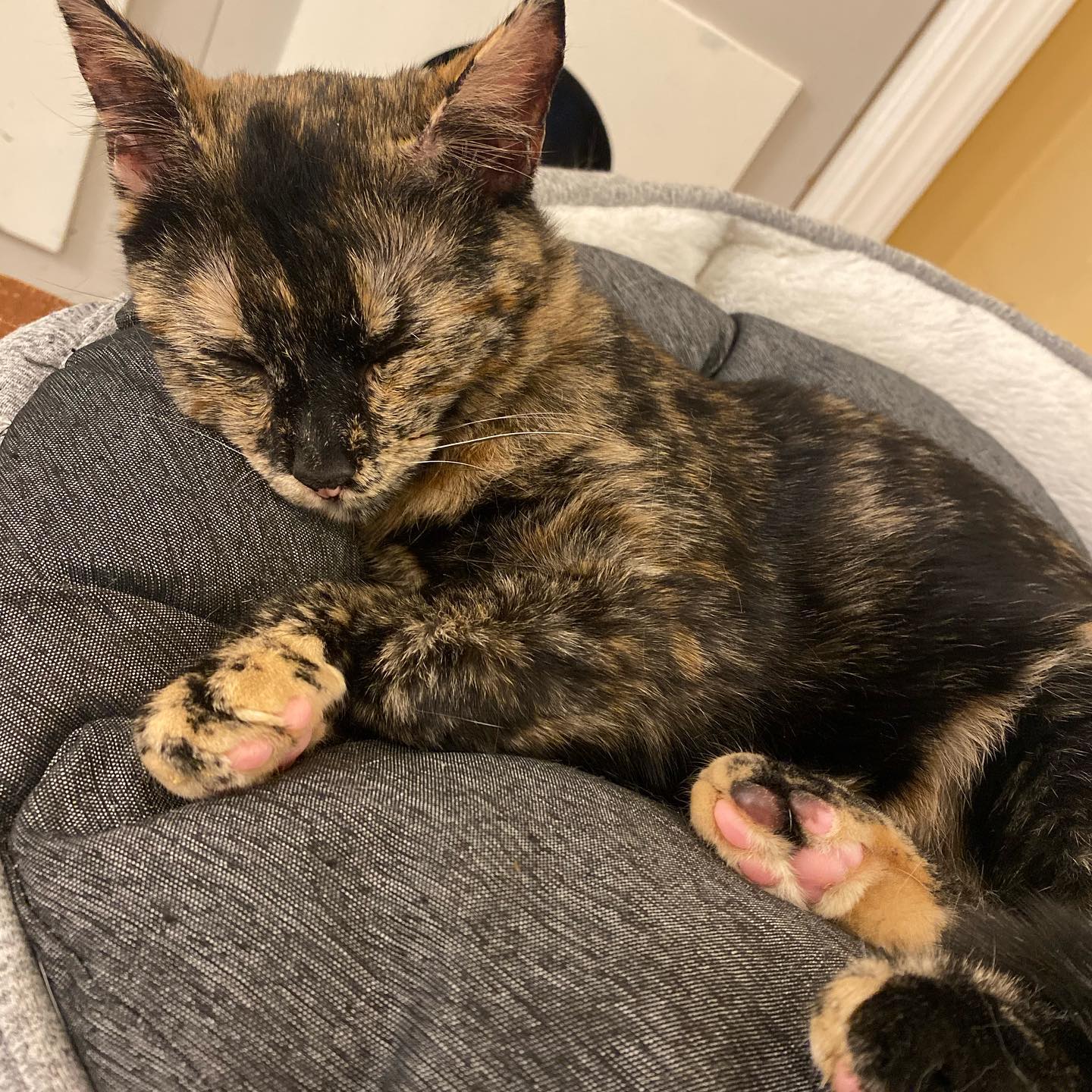 sightthefae instagram image archive image