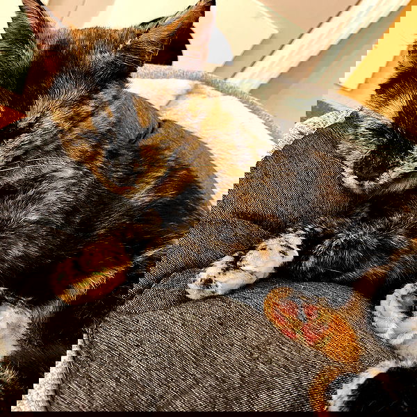 sightthefae image ~ Altpins