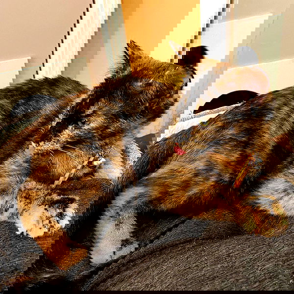 sightthefae image ~ Altpins