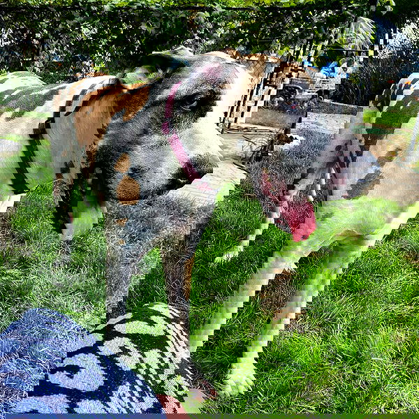 sightthefae image ~ Altpins