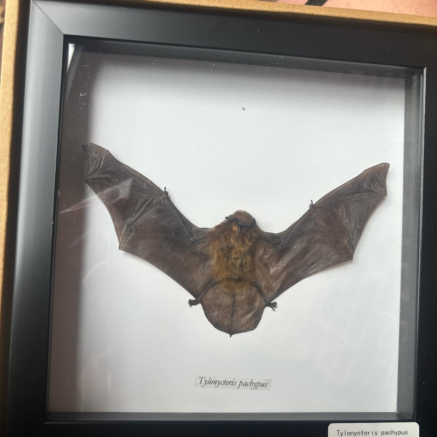 sightthefae instagram image archive image