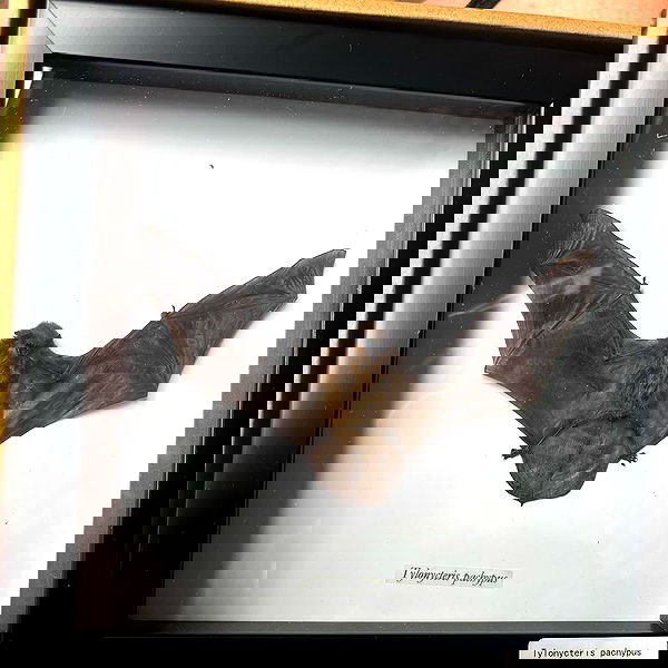 sightthefae image ~ Altpins