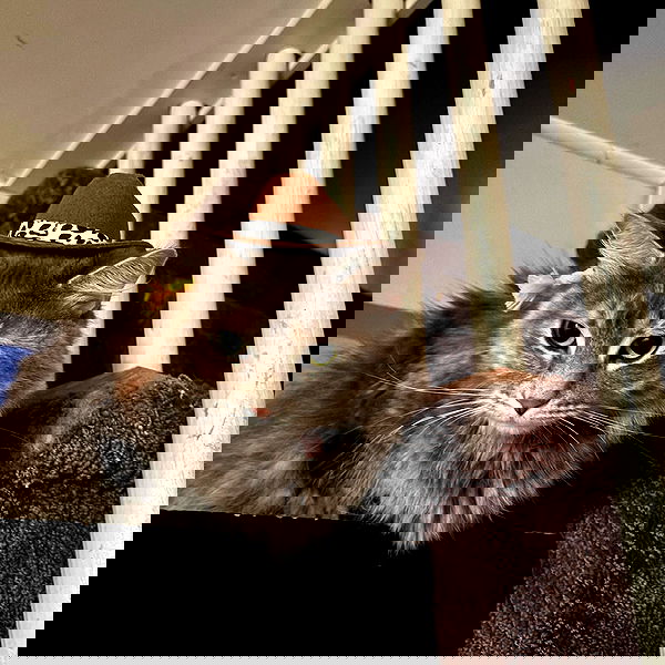 sightthefae image ~ Altpins