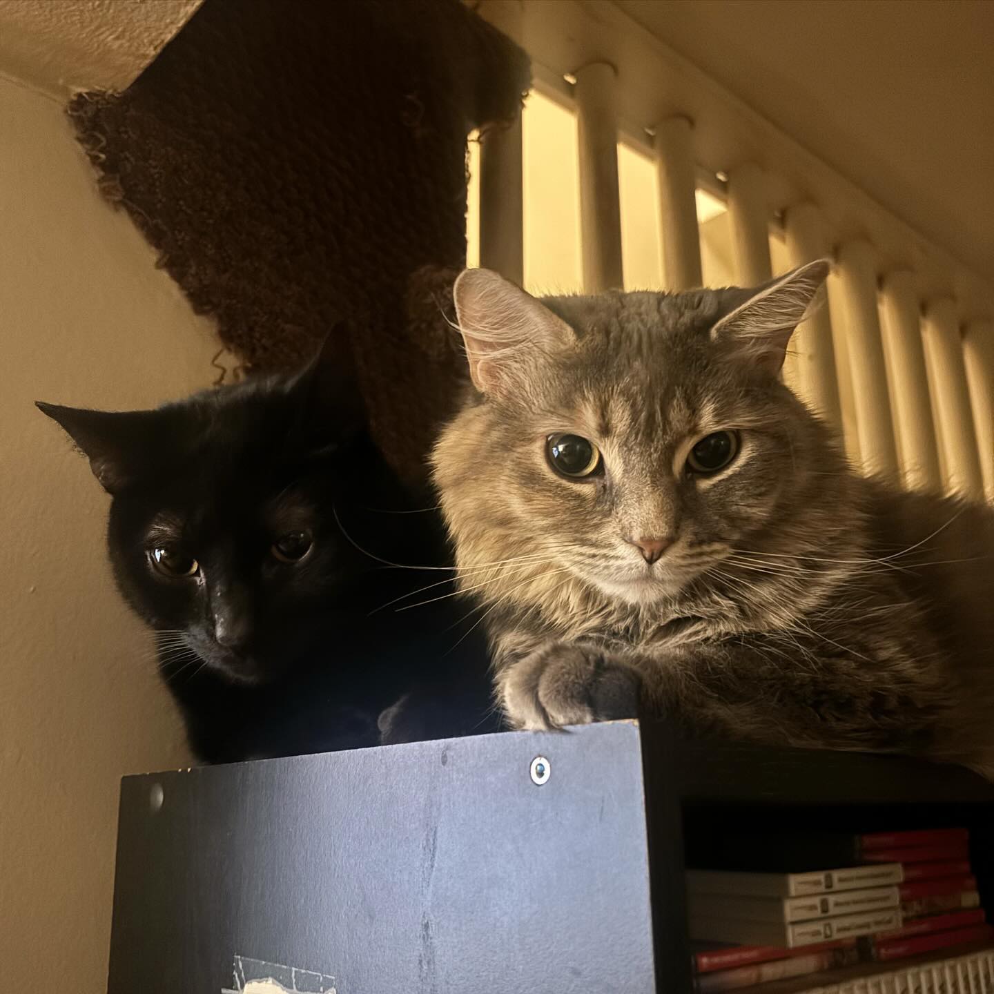 sightthefae instagram image archive image