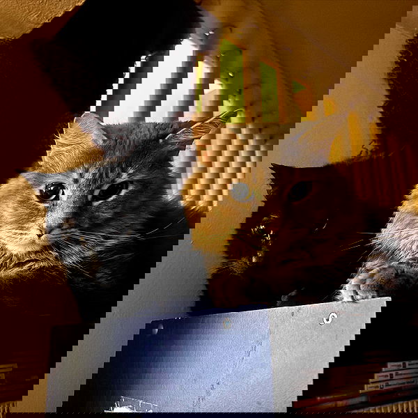 sightthefae image ~ Altpins