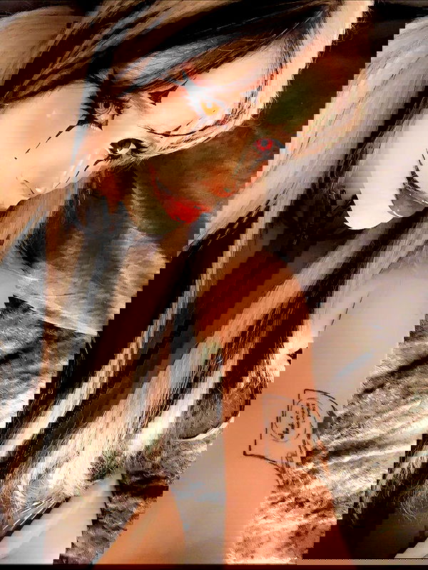 silkton image ~ Altpins