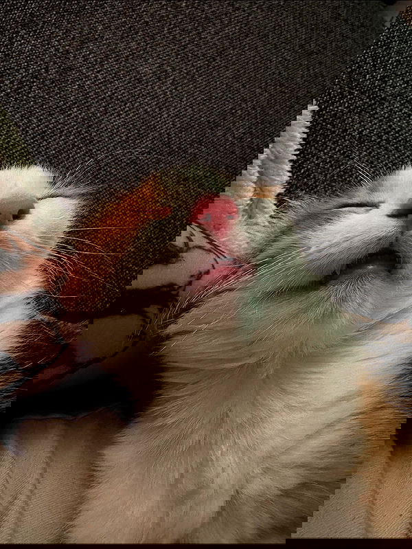 silkton image ~ Altpins