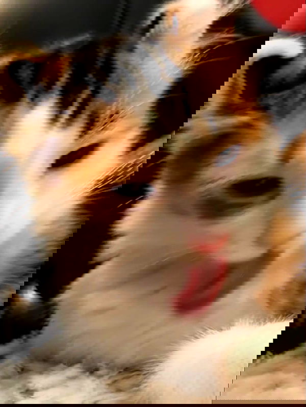 silkton image ~ Altpins