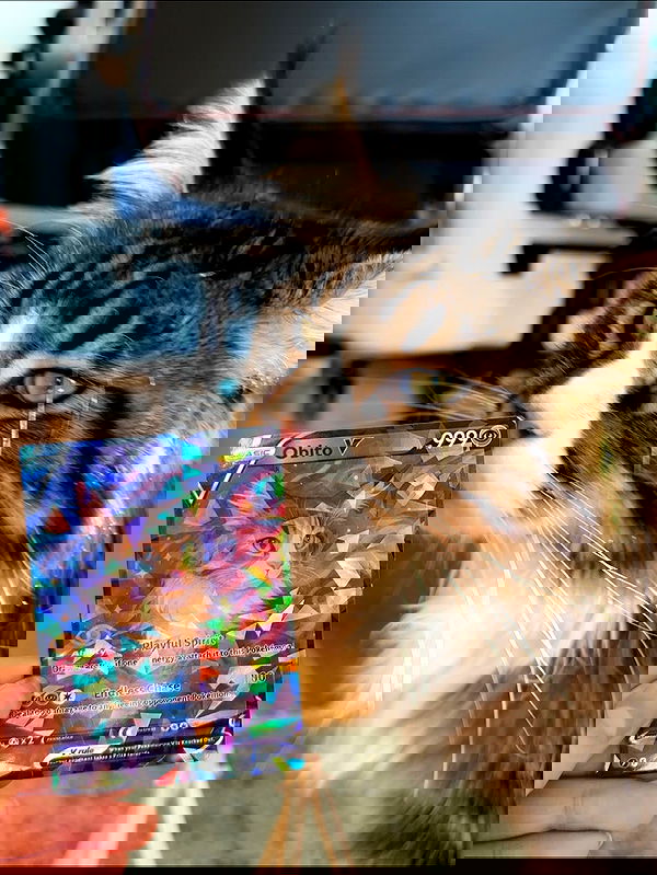 silkton image ~ Altpins