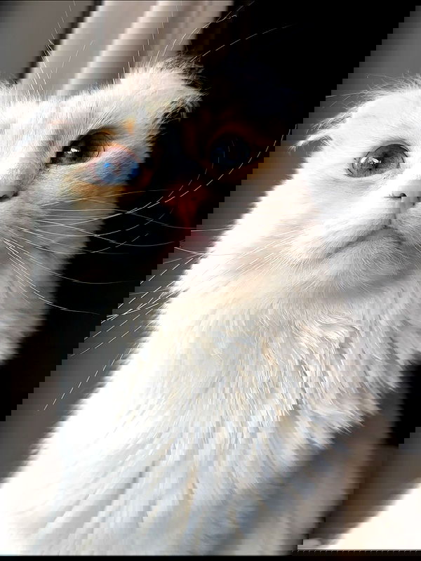 silkton image ~ Altpins