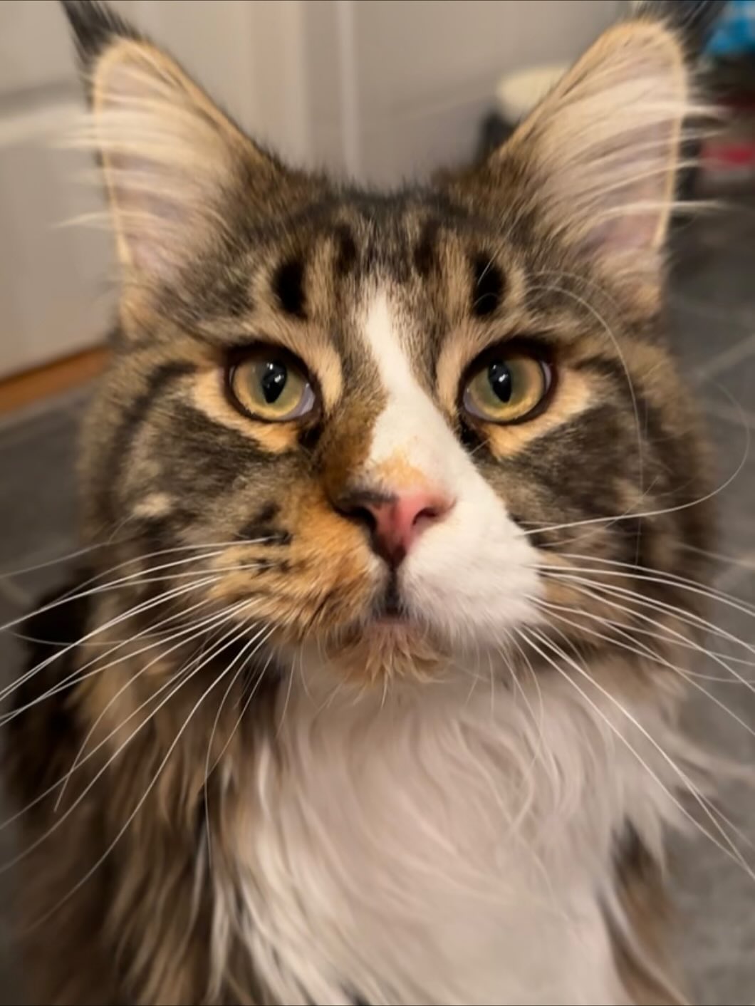 silkton instagram image archive image