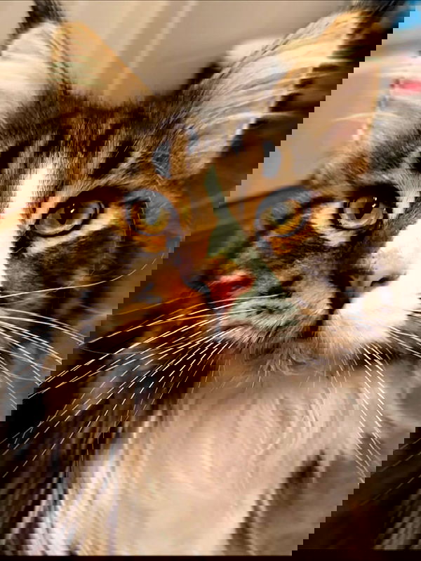 silkton image ~ Altpins