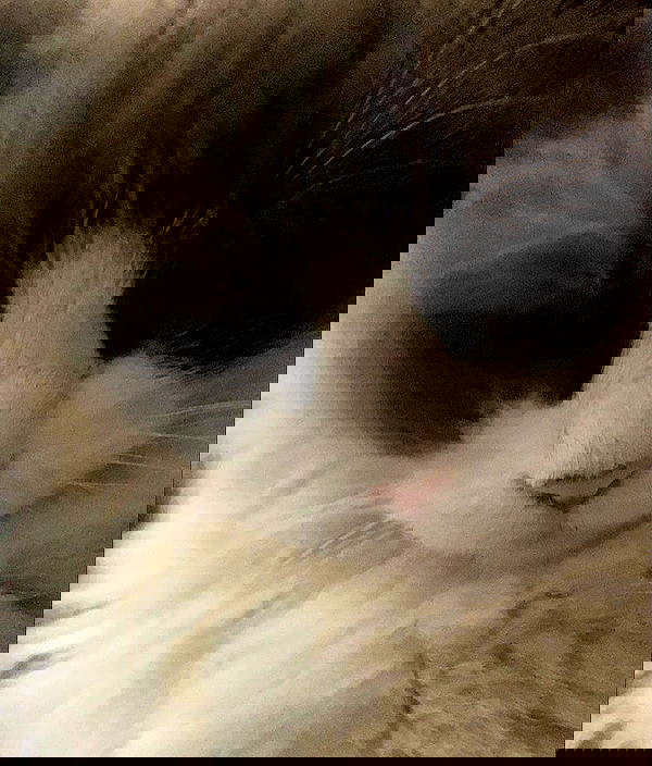 simp_for_cats_ simp_for_cats_ archive image