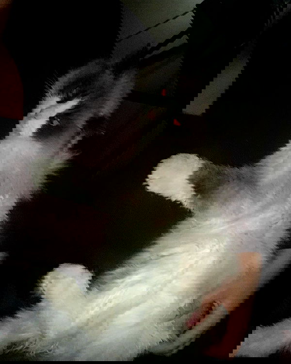 simp_for_cats_ simp_for_cats_ archive image