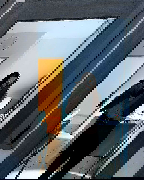 simp_for_cats_ simp_for_cats_ archive image