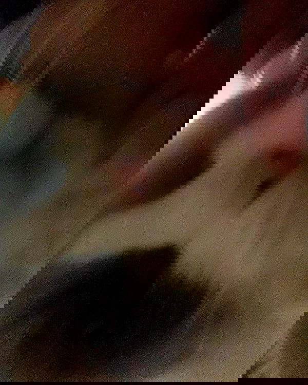 simp_for_cats_ simp_for_cats_ archive image