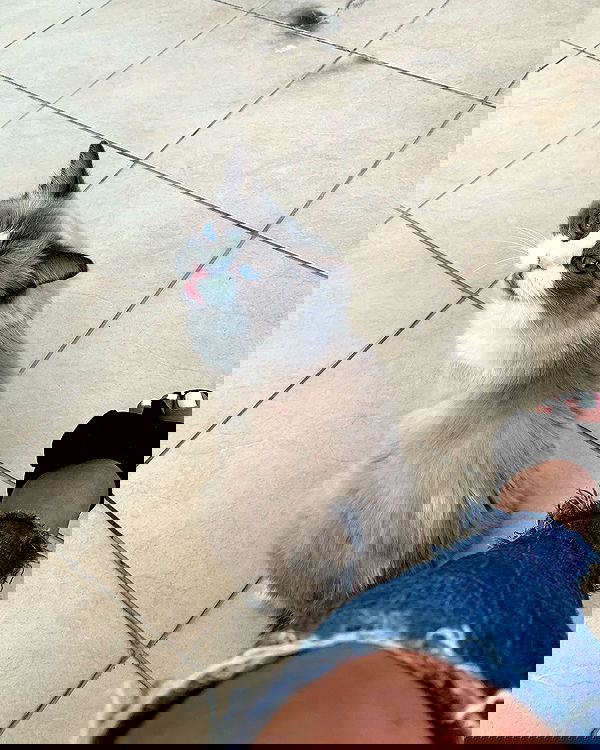 simp_for_cats_ simp_for_cats_ archive image