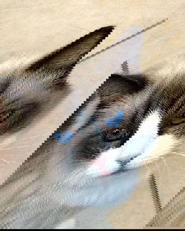 simp_for_cats_ simp_for_cats_ archive image