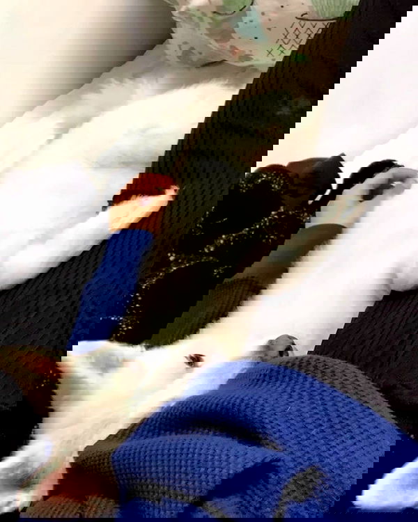 simp_for_cats_ simp_for_cats_ archive image