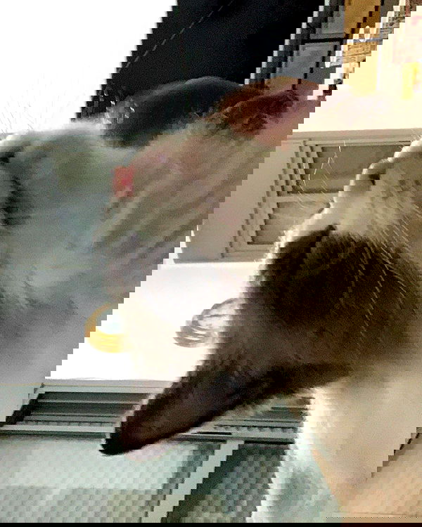 simp_for_cats_ simp_for_cats_ archive image