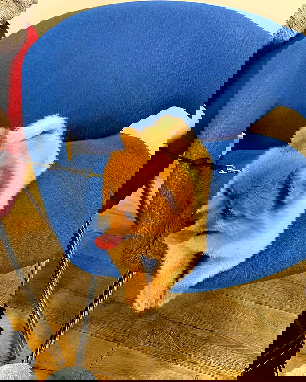 simp_for_cats_ simp_for_cats_ archive image