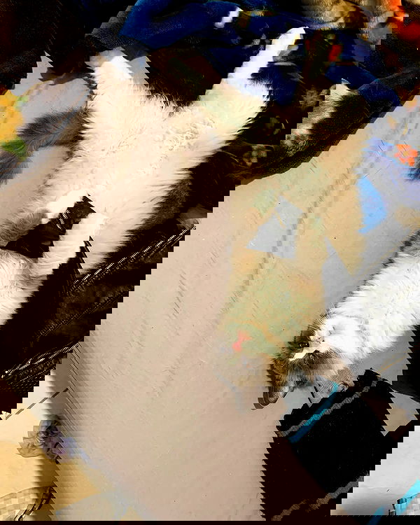 simp_for_cats_ simp_for_cats_ archive image