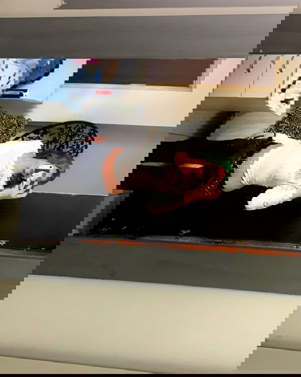 simp_for_cats_ simp_for_cats_ archive image