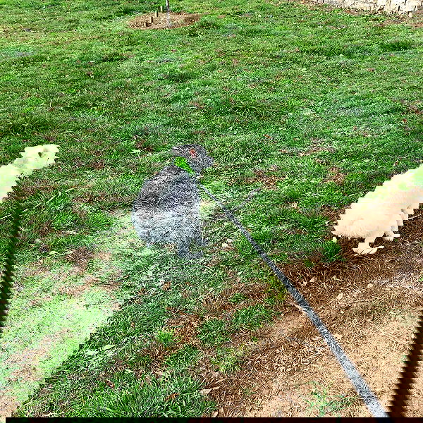 simp_for_cats_ simp_for_cats_ archive image