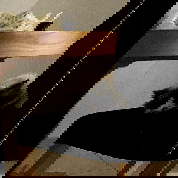 simp_for_cats_ simp_for_cats_ archive image