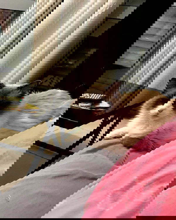 simp_for_cats_ simp_for_cats_ archive image