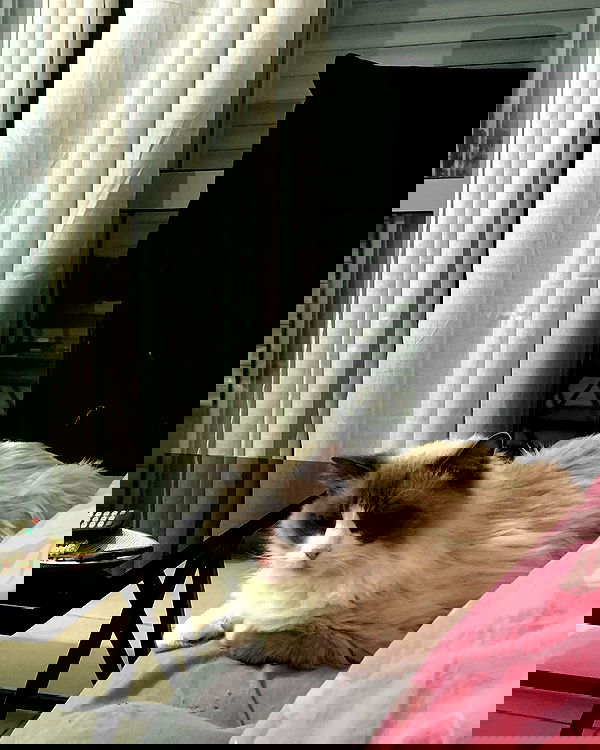 simp_for_cats_ simp_for_cats_ archive image