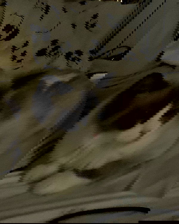 simp_for_cats_ simp_for_cats_ archive image