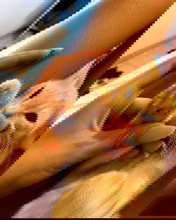 simp_for_cats_ simp_for_cats_ archive image