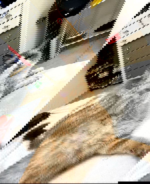 simp_for_cats_ simp_for_cats_ archive image