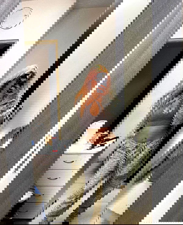 simp_for_cats_ simp_for_cats_ archive image