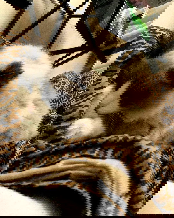 simp_for_cats_ simp_for_cats_ archive image