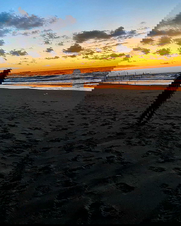 simp_for_cats_ simp_for_cats_ archive image