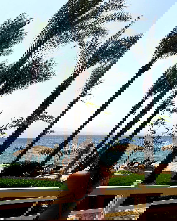 simp_for_cats_ simp_for_cats_ archive image