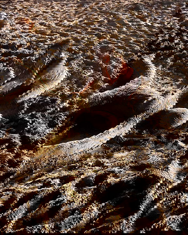 simp_for_cats_ simp_for_cats_ archive image