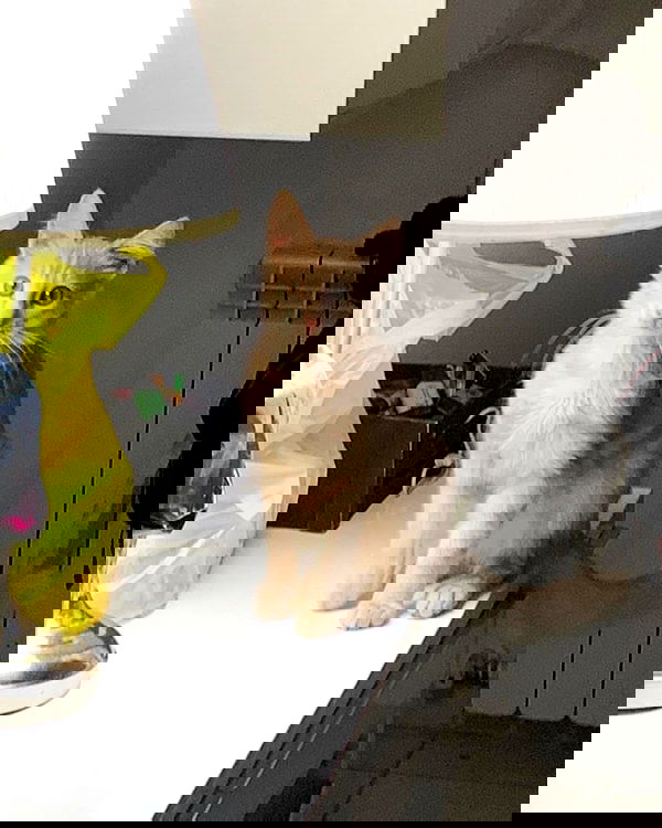 simp_for_cats_ simp_for_cats_ archive image