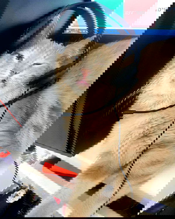 simp_for_cats_ simp_for_cats_ archive image