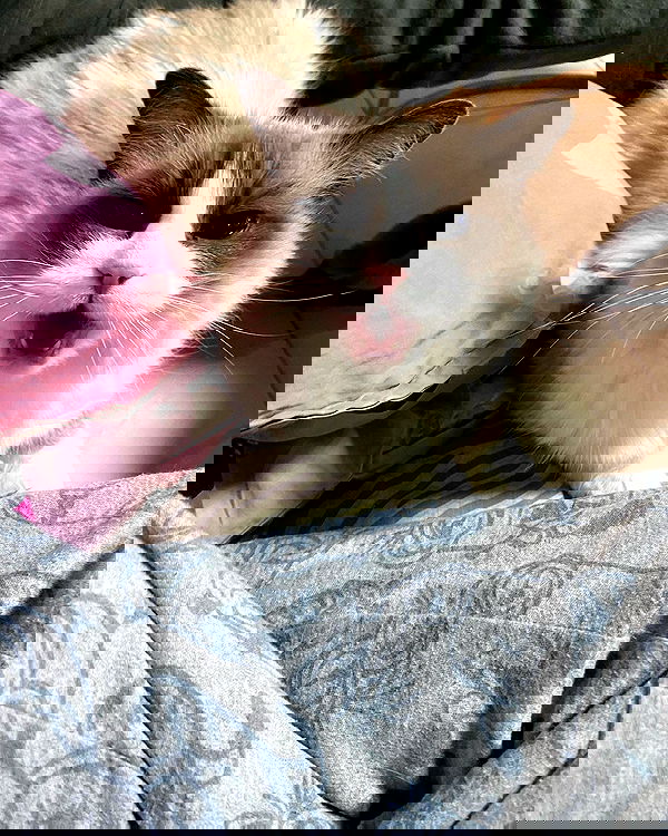 simp_for_cats_ simp_for_cats_ archive image