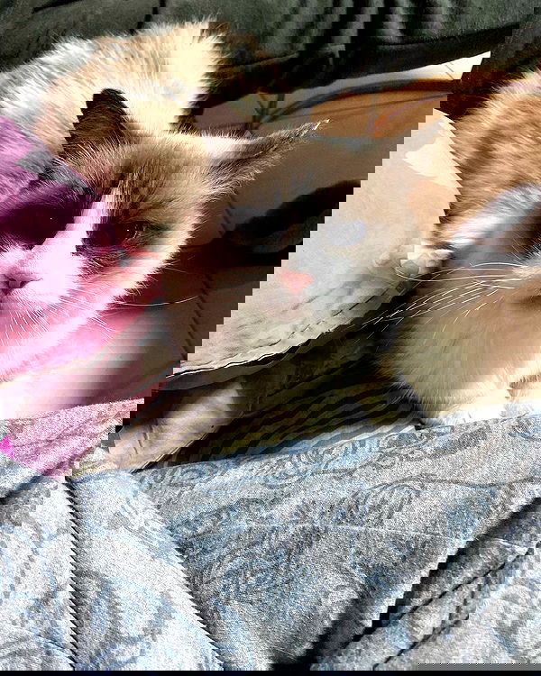 simp_for_cats_ simp_for_cats_ archive image